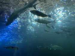 串本海中公園水族館に投稿された画像（2026/4/19）
