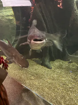 世界淡水魚園水族館　アクア・トトぎふに投稿された画像（2026/4/19）