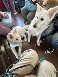 箱根海賊船に投稿された画像（2026/4/19）