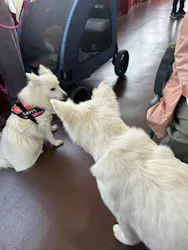 箱根海賊船に投稿された画像（2026/4/19）