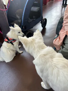 箱根海賊船に投稿された画像（2026/4/19）