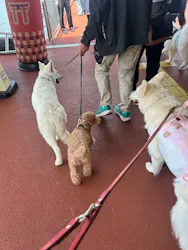 箱根海賊船に投稿された画像（2026/4/19）