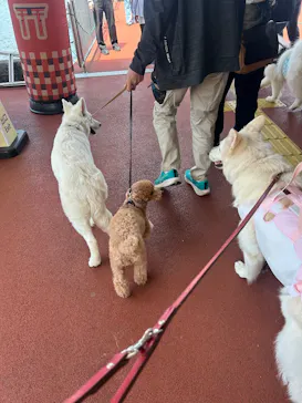 箱根海賊船に投稿された画像（2026/4/19）