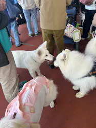 箱根海賊船に投稿された画像（2026/4/19）