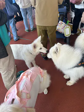 箱根海賊船に投稿された画像（2026/4/19）