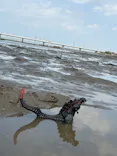 金田みたて海岸潮干狩り場に投稿された画像（2026/4/19）