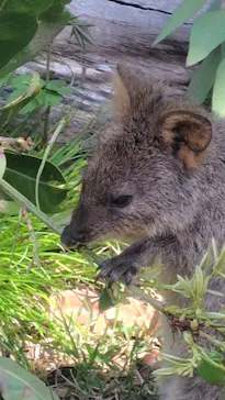 こども動物自然公園（埼玉県公園緑地協会）に投稿された画像（2026/4/19）