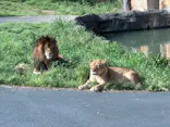多摩動物公園 ライオンバス乗車券に投稿された画像（2026/4/19）
