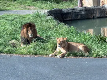 多摩動物公園 ライオンバス乗車券に投稿された画像（2026/4/19）