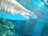 しながわ水族館に投稿された画像（2026/4/19）