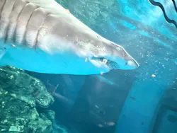 しながわ水族館に投稿された画像（2026/4/19）