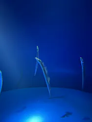 サンシャイン水族館に投稿された画像（2026/4/19）