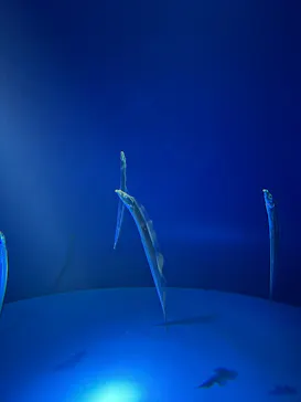 サンシャイン水族館に投稿された画像（2026/4/19）