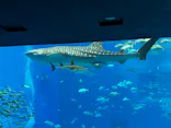 沖縄美ら海水族館に投稿された画像（2026/4/19）