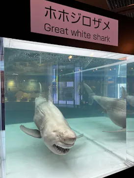 沖縄美ら海水族館に投稿された画像（2026/4/19）
