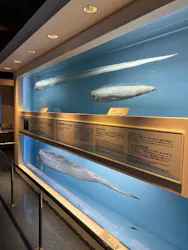 沖縄美ら海水族館に投稿された画像（2026/4/19）