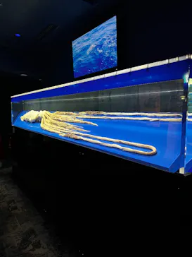 沖縄美ら海水族館に投稿された画像（2026/4/19）