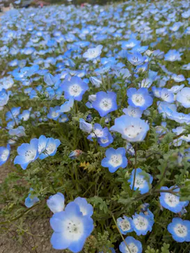 淡路ファームパーク イングランドの丘に投稿された画像（2026/4/19）