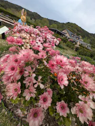 淡路ファームパーク イングランドの丘に投稿された画像（2026/4/19）