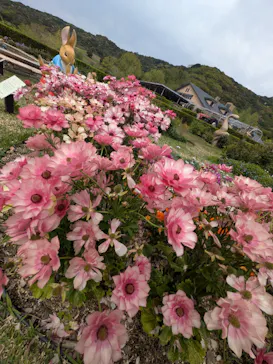 淡路ファームパーク イングランドの丘に投稿された画像（2026/4/19）