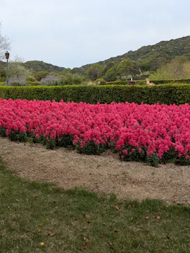 淡路ファームパーク イングランドの丘に投稿された画像（2026/4/19）