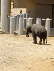天王寺動物園に投稿された画像（2026/4/19）