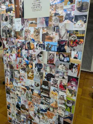 猫好きさんの祭典「にゃんだらけ20」に投稿された画像（2026/4/19）