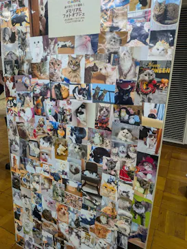 猫好きさんの祭典「にゃんだらけ20」に投稿された画像（2026/4/19）