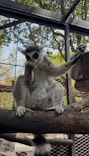 ANIMAL WONDER REZOURT 市原ぞうの国・サユリワールドに投稿された画像（2026/4/19）