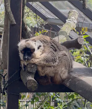 ANIMAL WONDER REZOURT 市原ぞうの国・サユリワールドに投稿された画像（2026/4/19）