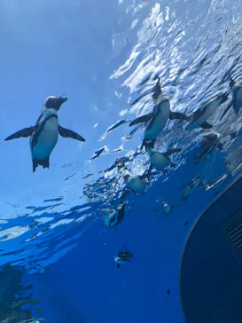 サンシャイン水族館に投稿された画像（2026/4/19）