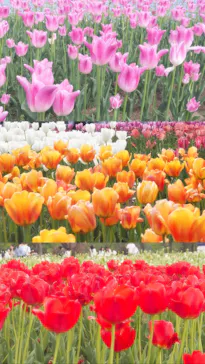 万博記念公園に投稿された画像（2026/4/19）