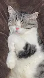 猫カフェモカ　イオンモール幕張新都心店に投稿された画像（2026/4/19）