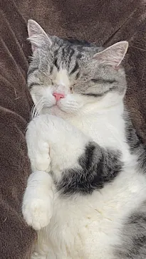 猫カフェモカ　イオンモール幕張新都心店に投稿された画像（2026/4/19）