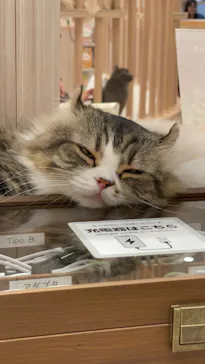 猫カフェモカ　イオンモール幕張新都心店に投稿された画像（2026/4/19）