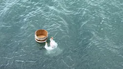 ミキモト真珠島に投稿された画像（2026/4/19）