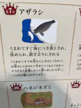 サンシャイン水族館に投稿された画像（2026/4/19）