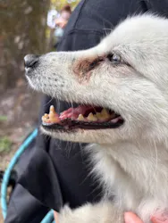 世界の名犬牧場に投稿された画像（2026/4/19）