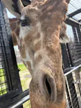 那須サファリパークに投稿された画像（2026/4/19）