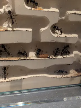 特別展「超危険生物展　科学で挑む生き物の本気」に投稿された画像（2026/4/19）