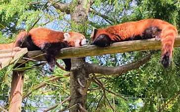 いしかわ動物園に投稿された画像（2026/4/19）