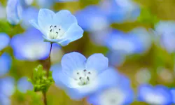 万博記念公園に投稿された画像（2026/4/19）