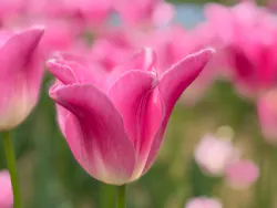 万博記念公園に投稿された画像（2026/4/19）