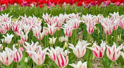 万博記念公園に投稿された画像（2026/4/19）