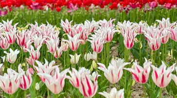 万博記念公園に投稿された画像（2026/4/19）