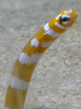 箱根園水族館に投稿された画像（2026/4/19）