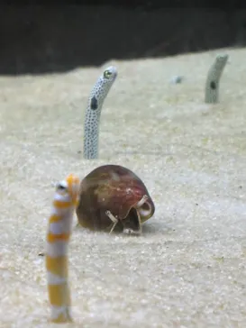 箱根園水族館に投稿された画像（2026/4/19）
