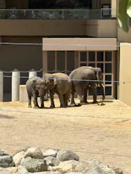 天王寺動物園に投稿された画像（2026/4/19）