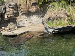 天王寺動物園に投稿された画像（2026/4/19）