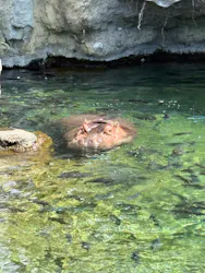 天王寺動物園に投稿された画像（2026/4/19）